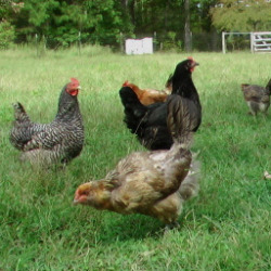 free range chickens