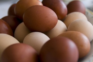 Lorain County Fresh Brown Eggs