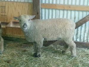 lorain-county-all-natural-southdown-lamb