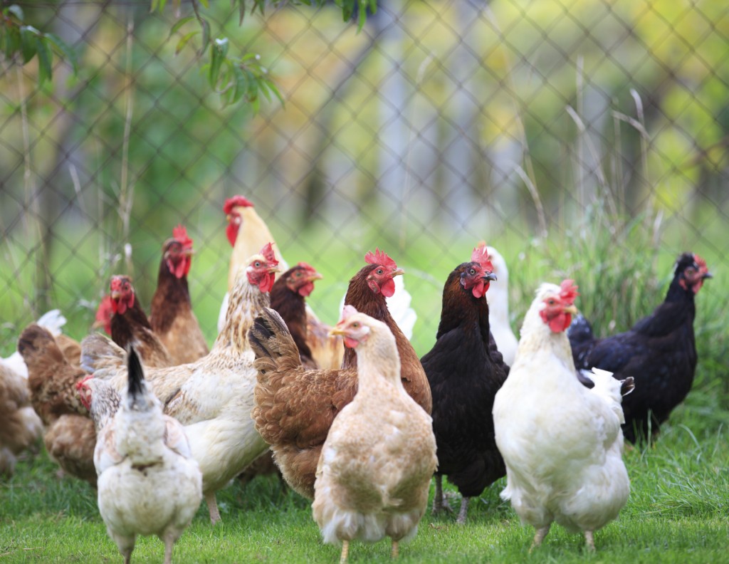 All Natural Poultry