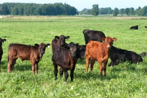 Dostall Farms All-Natural Grass and Grain Fed Beef